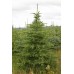 Живые елки к новому году цена Алматы, где купить в Казахстане отправка по регионам питомник растений PLANTS